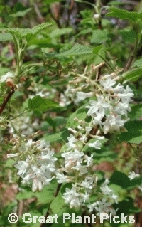 Ribes sanguineum 'White Icicle'                   
